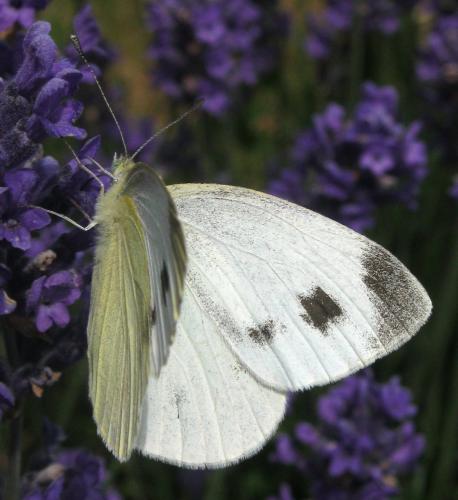 Réf. 260 063 : Pieris mannii